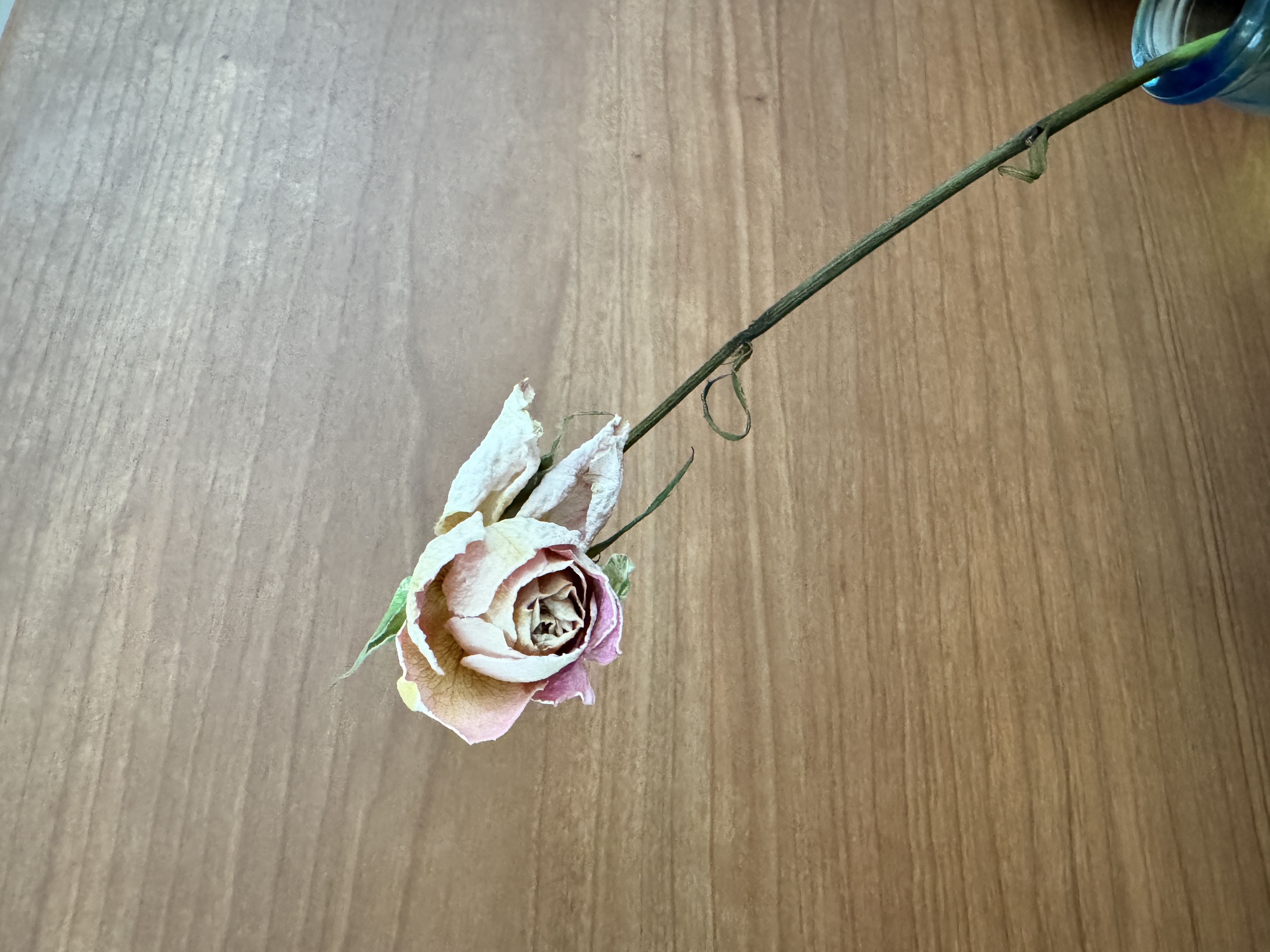 https://blossom.lostr.space/8ebe67f4448c0bd161bbcd7f7be0ff1159b92c456627e51b101f3a17e3c006bd.jpeg